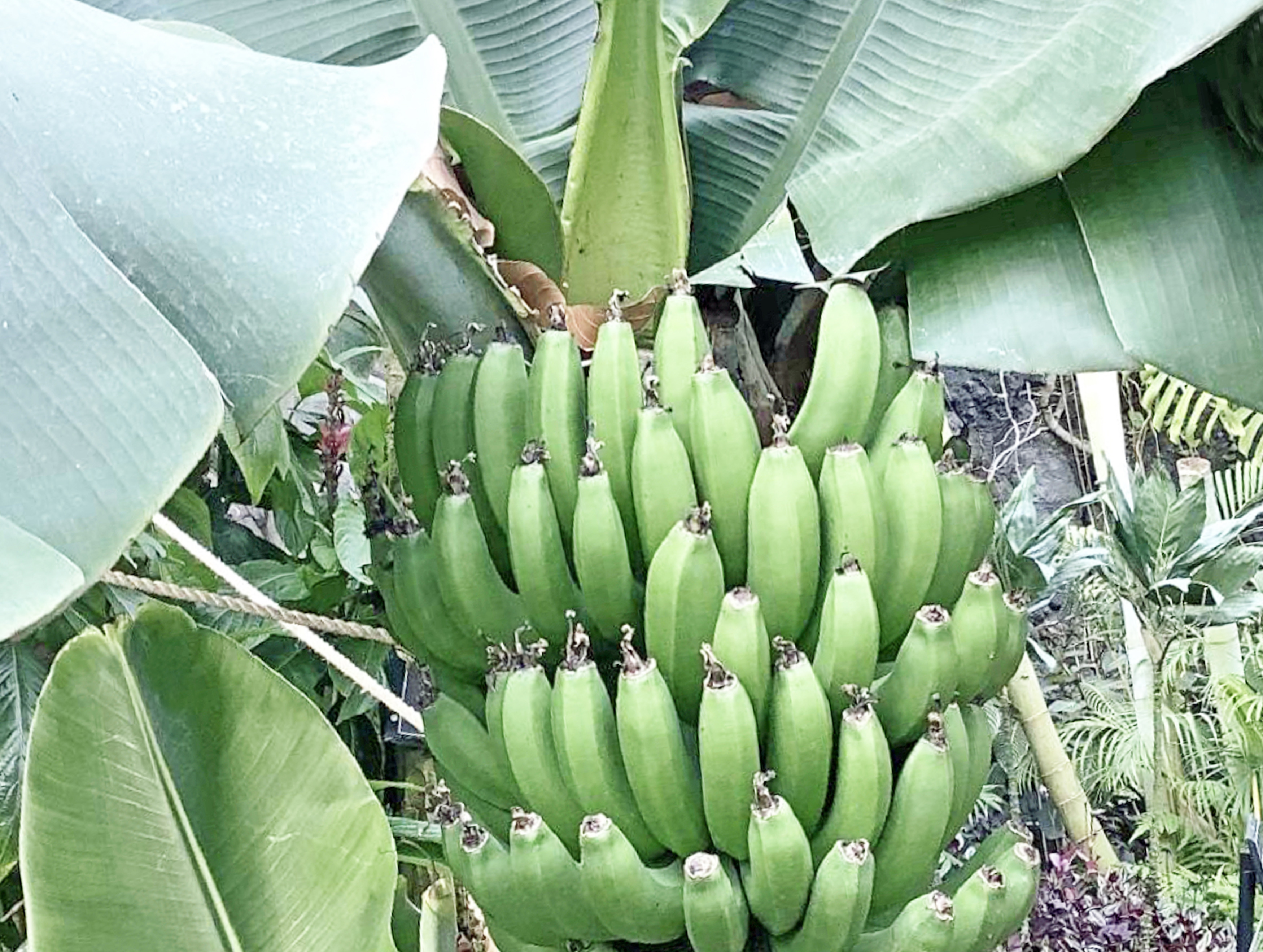バナナデニムのトラウザーズ、誕生です。（その１） | CALSA長崎
